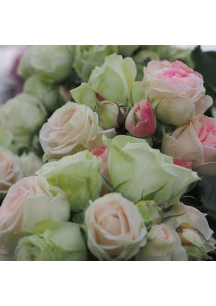 Tüplü Koleksiyonluk Çok Goncalı Aşılı Patricia Yediveren Gül Fidanı