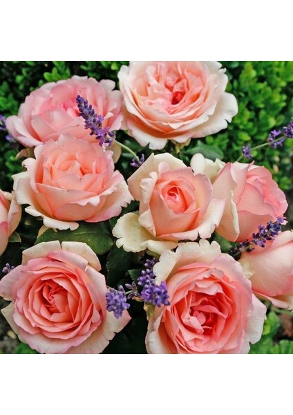 Tüplü Aşılı Souvenir De Baden Krem Pembesi Kokulu Yediveren Gül Fidanı