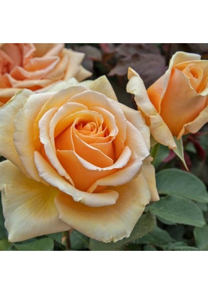 Tüplü Yediveren Valencia Yoğun Kokulu Gül Fidanı