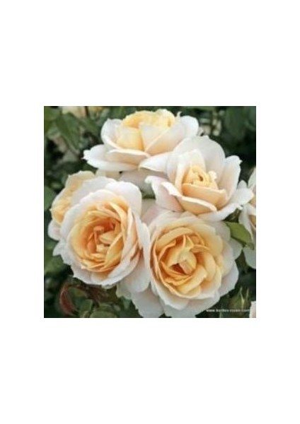 Tüplü Cream Beyaz Renkli Yediveren Aşılı Gül Fidanı