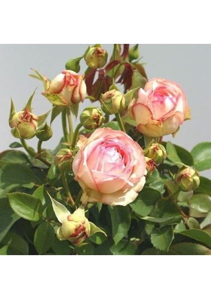 Tüplü Aşılı Yediveren Lovely Antike Freelander Gül Fidan