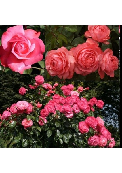 Tüplü Rosanna Yediveren Çok Goncalı Masal Gülü Fidanı