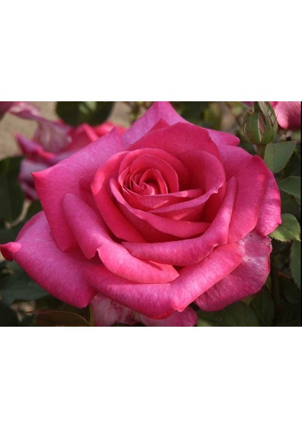 Tüplü İri Goncalı Yediveren Yoğun Kokulu Parfüm Mor Pembe Parole Gül Fidanı