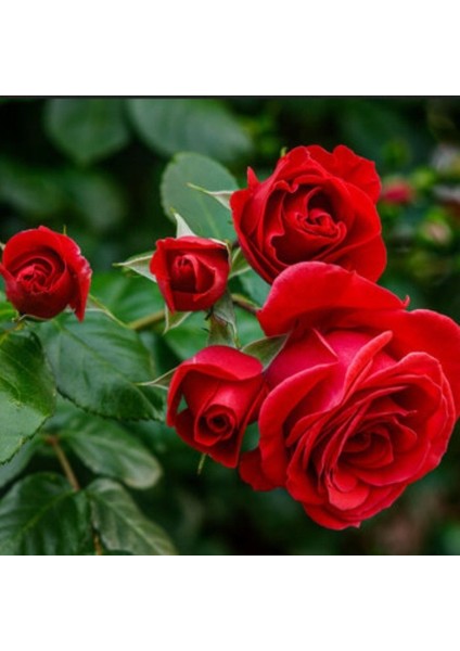 Tüplü Aşılı Yediveren Kokulu Afife Kırmızı Sarmaşık Gül Fidanı