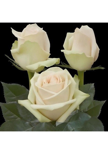 Tüplü Alman Laperla Yediveren Kokulu Gül Fidanı