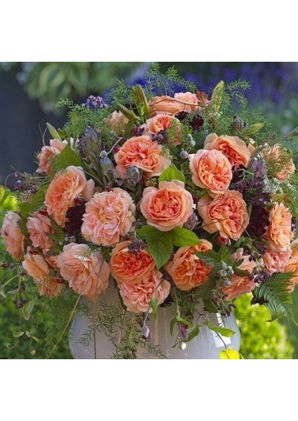 Iyonluk Kokulu Schone Vom See Yediveren Gül Fidanı