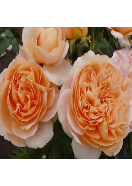 Tüplü Katmerli Yediveren Kokulu Sangerhauser Kavuniçi Gül Fidanı