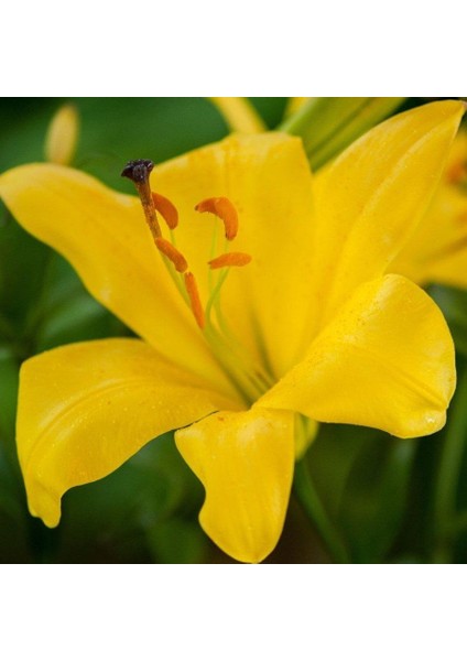 Sarı Çiçekli El Divo Lilium Zambak Soğanı (1 Adet)