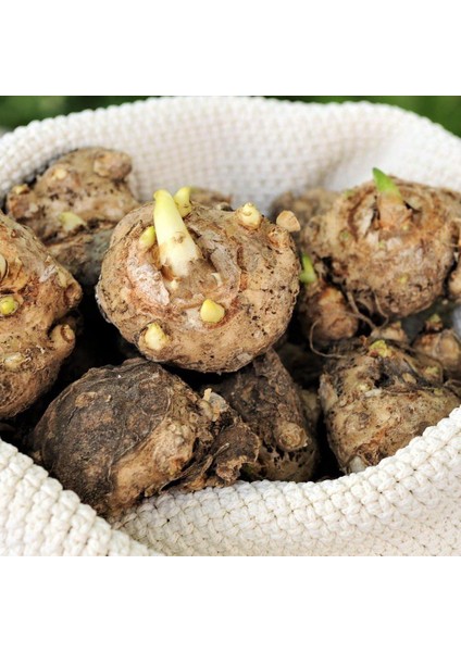 Sarı Çiçekli El Divo Lilium Zambak Soğanı (1 Adet)