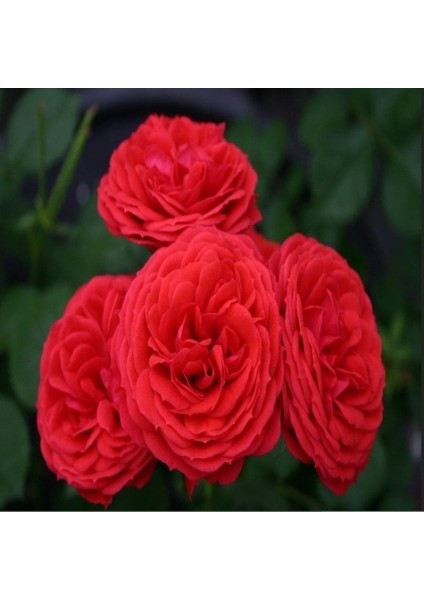 Tüplü Crimson Fc Yediveren Masal Gülü Fidanı