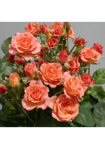 Tüplü Soğuklara Dayanıklı Peach Taifun Yediveren Alman Gül Fidanı