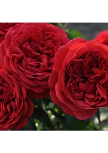 Tüplü Katmerli Out Of Rosenheim Yediveren Gül Fidanı fiyatları