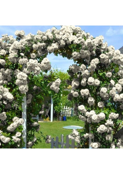 Tüplü Yediveren Kokulu White Quen Sarmaşık Gül Fidanı