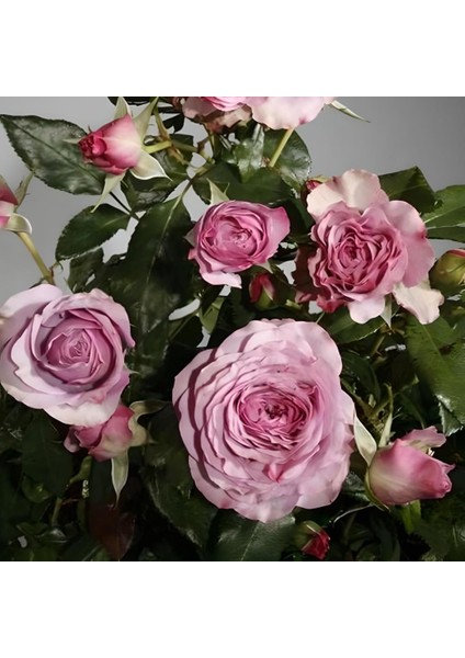 Tüplü Yediveren Blue Orkan Yediveren Gül Fidanı