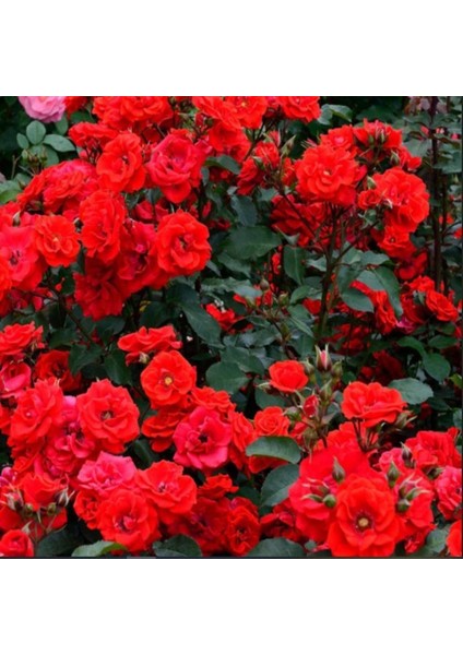 Tüplü Brillant Fc Kırmızı Renk Yediveren Masal Gülü Fidanı
