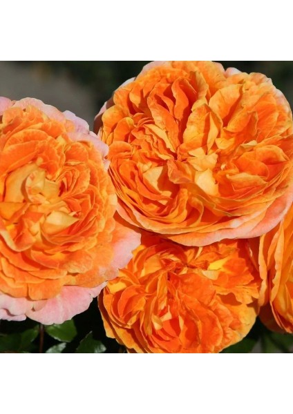 Tüplü Katmerli Turuncu Koleksiyonluk Hyrid Tea Kokulu Samba Yediveren Gül Fidanı