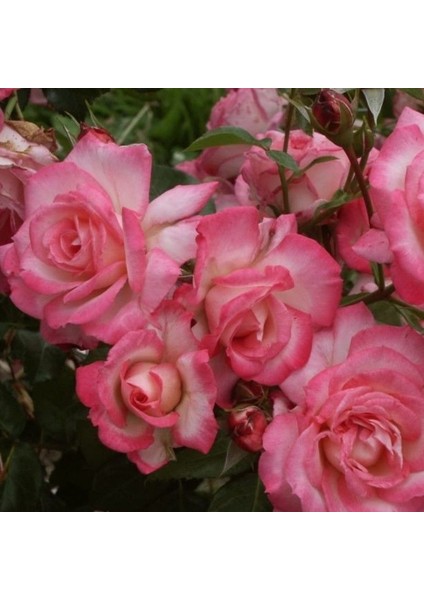 Tüplü Koleksiyonluk Yediveren Kokulu Pembe Beyaz Harlekin Sarmaşık Gül Fidanı