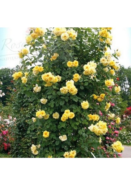 Tüplü Yediveren Golden Gate Sarı Kokulu Sarmaşık Gül Fidanı (120-160 cm)