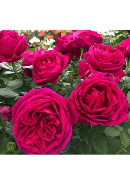 Tüplü Koleksiyonluk Fur Elise Yoğun Kokulu Parfüme Yediveren Gül Fidanı