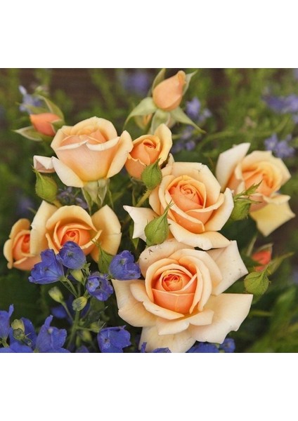 Tüplü Kordes Rosen Kokulu Sweet Honey Gül Fidanı