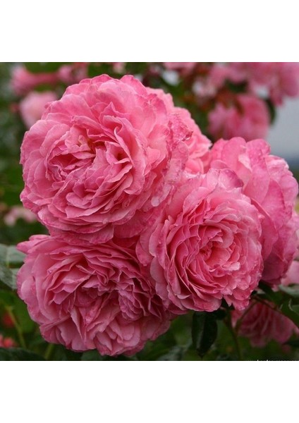 Tüplü Özel İri Goncalı Soğuklara Dayanıklı Lambart Gül Fidanı