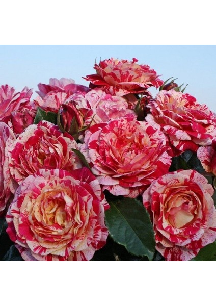 Tüplü Abracadabra Çok Goncalı Yediveren Gül Fidanı