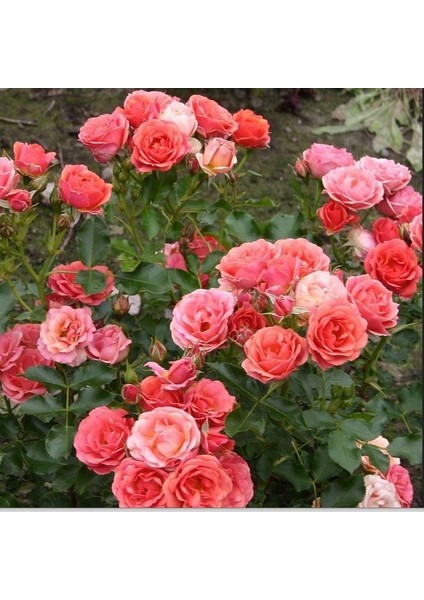 Tüplü Salmon Yediveren Goncalı Masal Gülü Fidanı