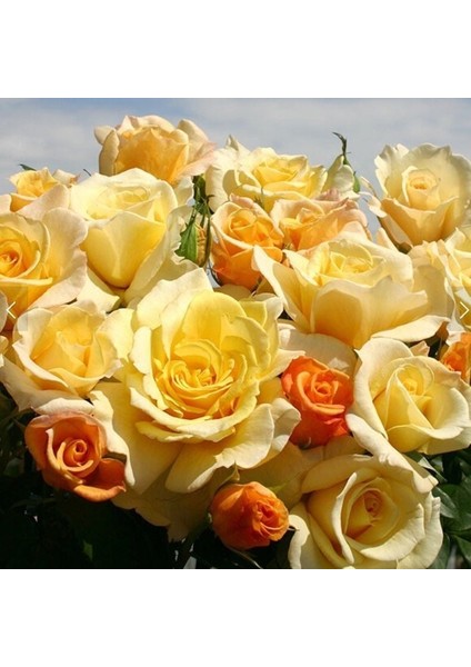 Tüplü Yediveren Soğuklara Dayanıklı Sunny Nostalji Gül Fidanı