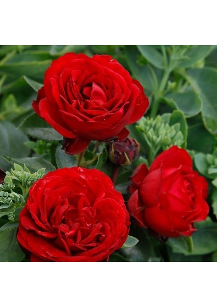 Tüplü Soğuklara Dayanıklı İri Goncalı Katmerli Felicia Yediveren Gül Fidanı