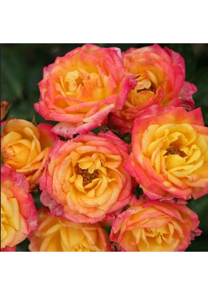 Tüplü Yediveren Çok Goncalı Soğuklara Dayanıklı Littel Sunset Gül Fidanı