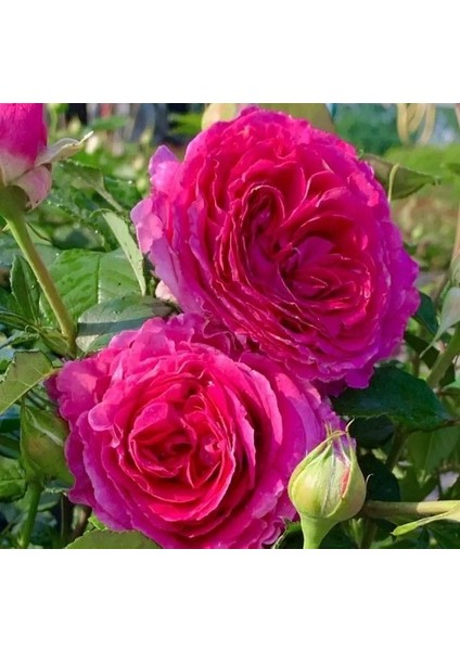 Tüplü Yoğun Kokulu Yediveren Fraulein Maria Yoğun Kokulu Gül Fidanı