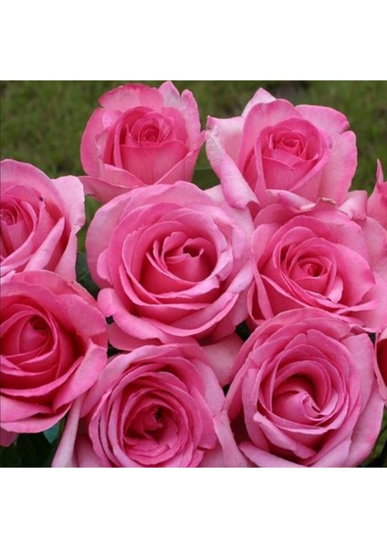 Tüplü Soğuklara Dayanıklı Yediveren Sweet Parole Yoğun Kokulu Gül Fidan