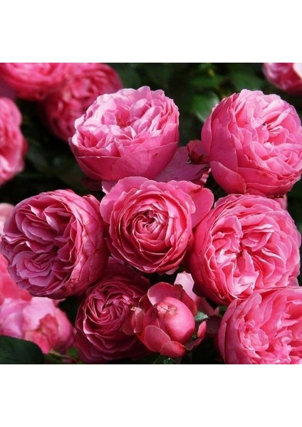 Tüplü Çok Goncalı Özel Kokulu Pomponella Pembe Yediveren Kokulu Gül Fidanı fiyatları