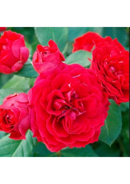 Tüplü Ruby Yediveren Çok Goncalı Masal Gülü Fidanı