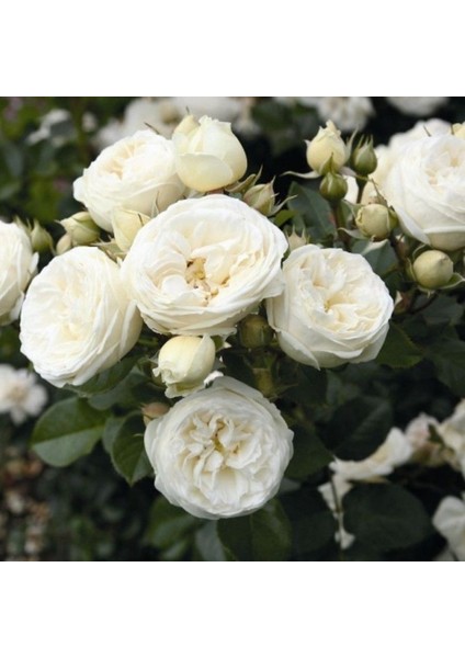 Tüplü Soğuklara Dayanıklı Mina Yediveren Gül Fidanı