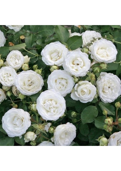 Tüplü Soğuklara Dayanıklı Schneeküsschen Mannheim Yediveren Gül Fidanı