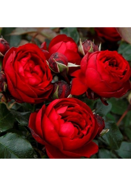 Tüplü Katmerli Kordes Rosen Till Eulenspiegel Kokulu Yediveren Gül Fidanı