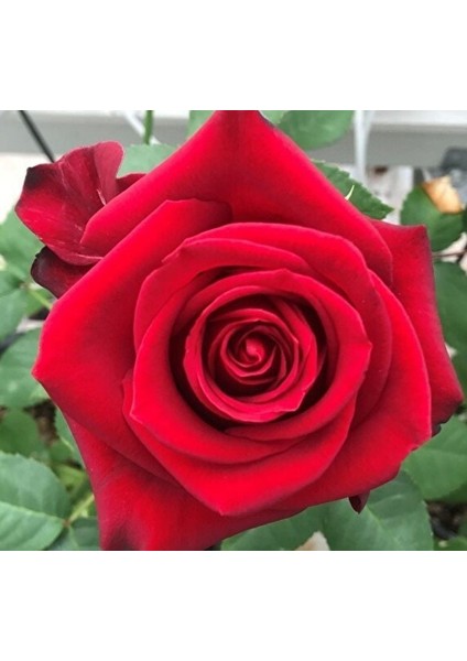 Tüplü Yediveren Yoğun Kokulu Tatiana Gül Fidanı