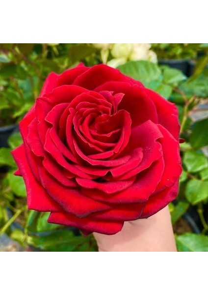 Tüplü İri Goncalı Soğuklara Dayanıklı Kokulu Venüs Yediveren Gül Fidanı