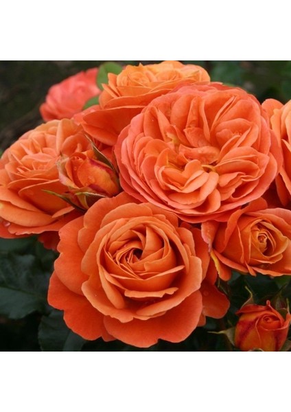 Tüplü Çok Goncalı Yer Örtücü Phoenix Kokulu Yediveren Kokulu Gül Fidanı