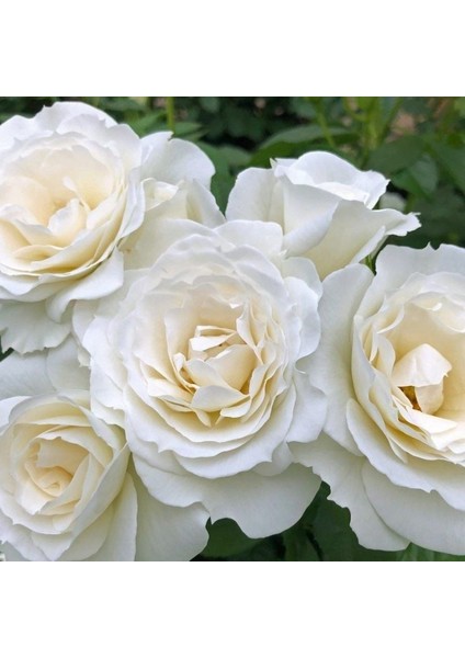 Tüplü Çok Goncalı Baby Schneewitchen Yediveren Gül Fidanı