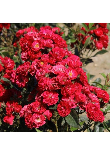 Tüplü Yer Örtücü Soğuklara Dayanıklı Zwergkönig Yediveren Gül Fidanı