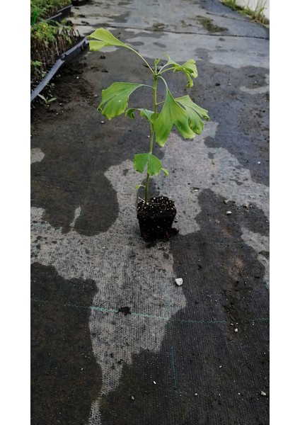 Tüplü Ginkgo Biloba Mabet Ağacı Fidanı