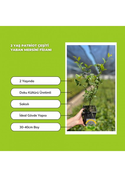 2 Yaş Patriot Çeşiti Yaban Mersini Fidanı