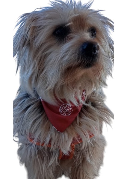 Köpek Fuları,kedi Fuları , Orta Irk Fular, Bandana fırsatları