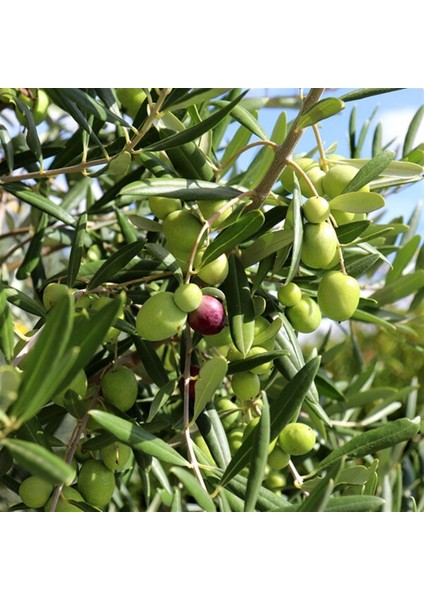 Seneye Meyve Verebilir Durumda Yağlılık Selelik Sofralık Gemlik Trilye Zeytin Fidanı (100-150 Cm) fiyatları