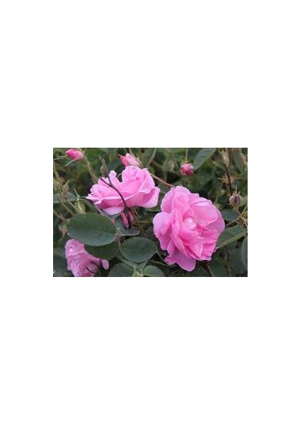 Aromatik Kokulu Isparta Gül Fidanı 10-20 cm