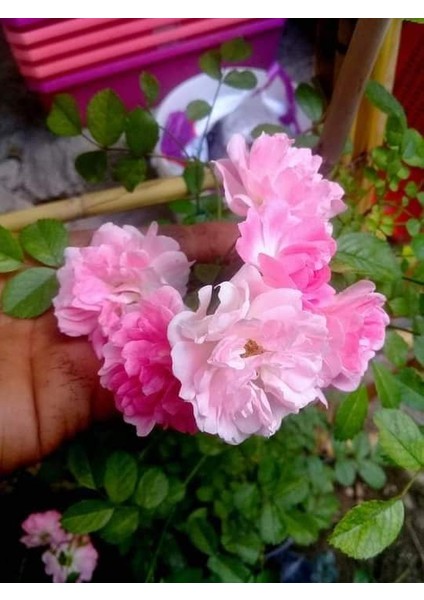 Aromatik Kokulu Isparta Gül Fidanı 10-20 cm