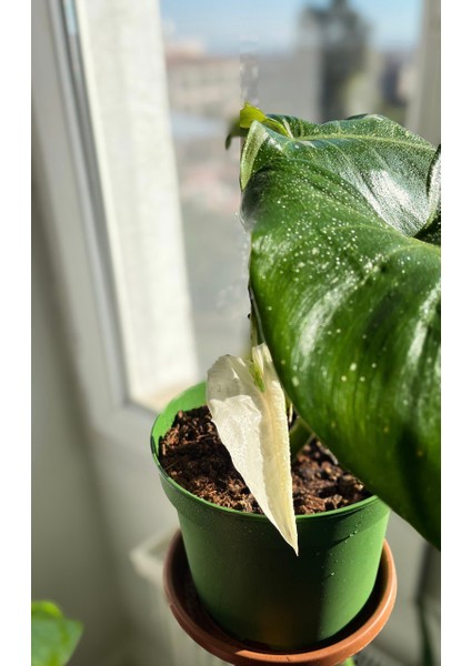 Philodendron White Princess- Albino Özel Tür- Ofis Salon Bitkisi fırsatları