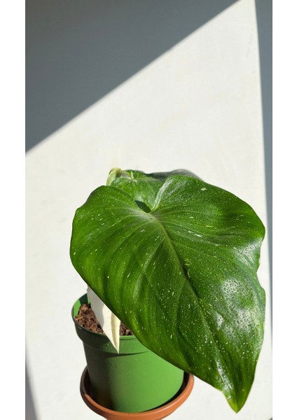 Philodendron White Princess- Albino Özel Tür- Ofis Salon Bitkisi fiyatları